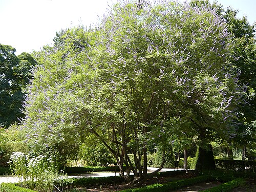 Chaste Tree