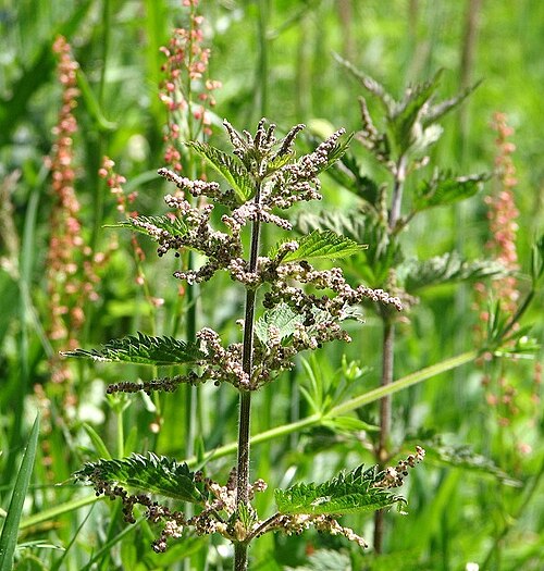 Nettle
